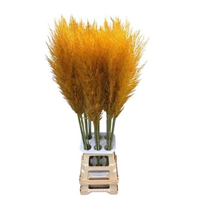 CORTA SE PUMILA HONEY ORANGE