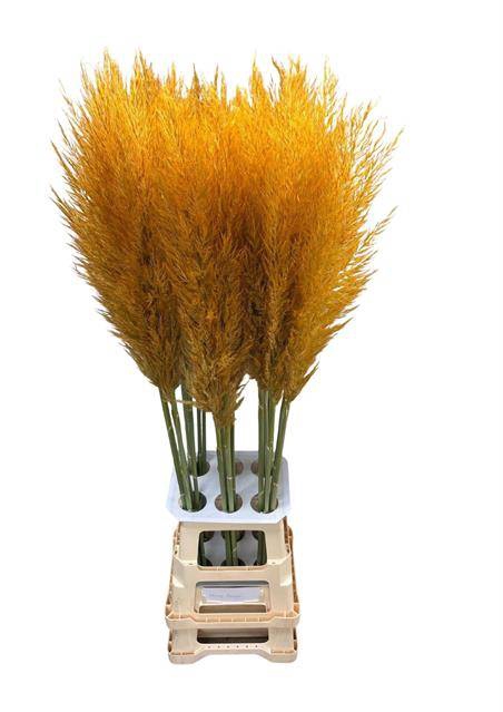 <h4>CORTA SE PUMILA HONEY ORANGE</h4>