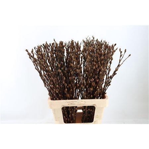 SALIX OV KLB H%