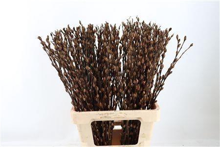 <h4>SALIX OV KLB H%</h4>