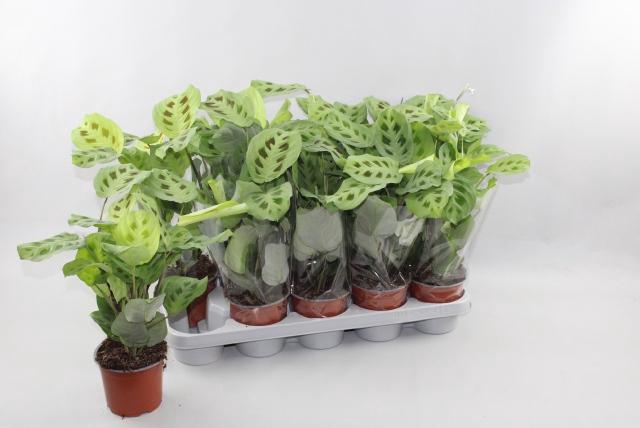 <h4>MARANTA KERCHOVEANA</h4>