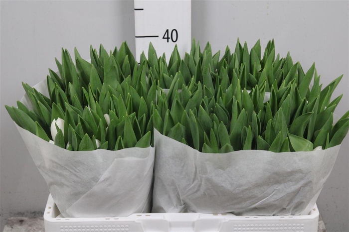 <h4>Tu En Royal Virgin</h4>