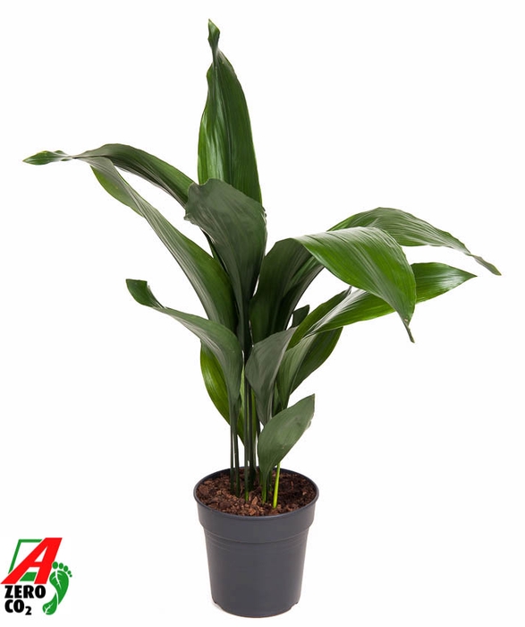 <h4>Aspidistra Elatior</h4>