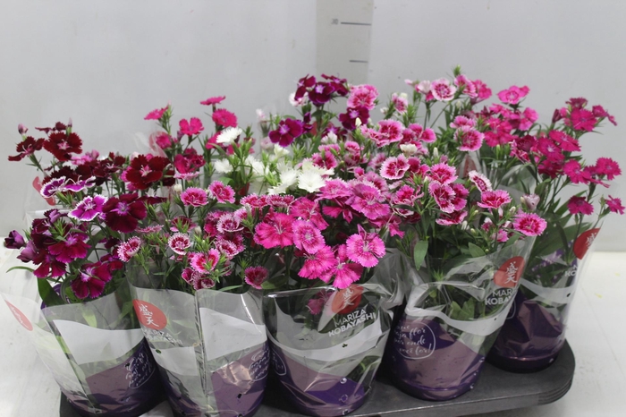 <h4>CRAVINEA IDEAL P11</h4>