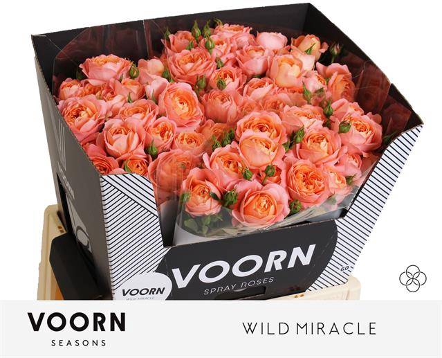 <h4>R TR WILD MIRACLE</h4>