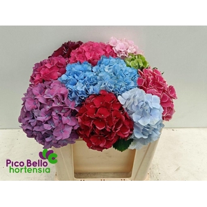 Hydrangea rainbow