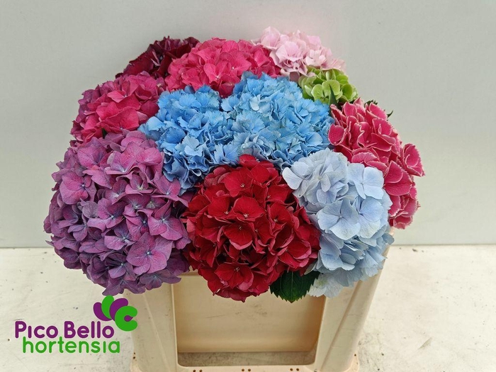 <h4>Hydrangea rainbow</h4>