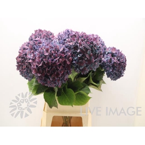Hydrangea pimpernel classic aubergine