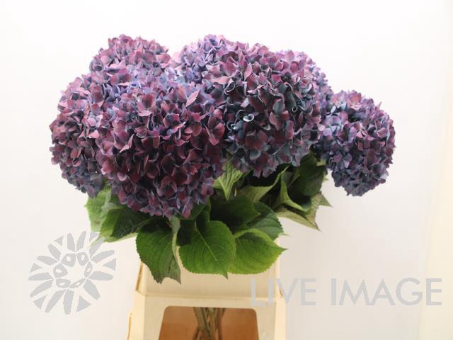Hydrangea pimpernel classic aubergine
