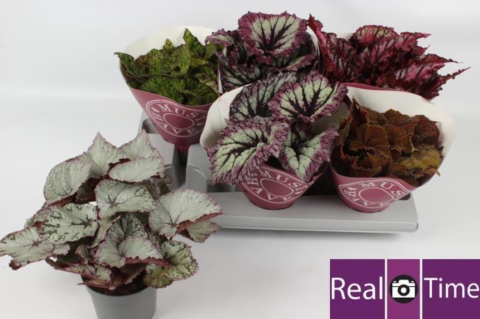 <h4>BEG BEL GEM</h4>