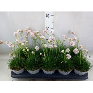 Armeria maritima 'Alba'