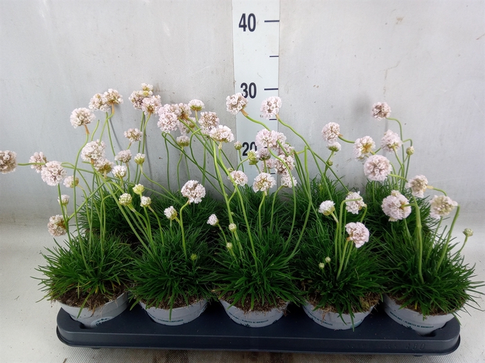 <h4>Armeria maritima 'Alba'</h4>