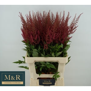 ASTIL AR ELSE SCHLUC