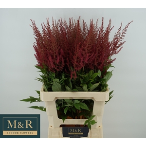 ASTIL AR ELSE SCHLUC