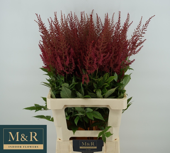 <h4>ASTIL AR ELSE SCHLUC</h4>