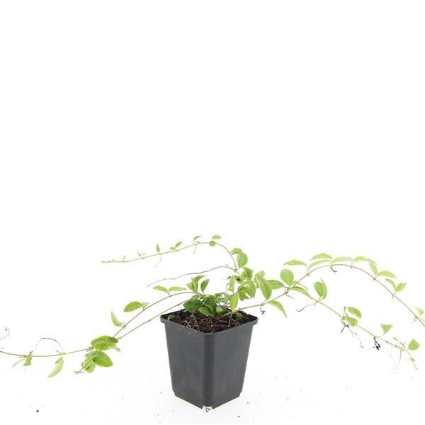 <h4>Vinca minor 'Aureovariegata'</h4>