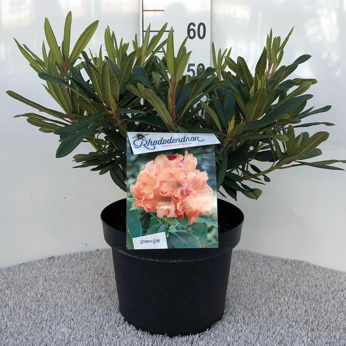 <h4>Rhodo. 'Tortois. Orange' orange/salmon</h4>