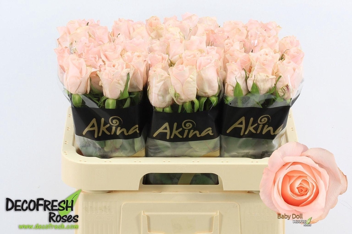 <h4>Rosa gr Baby Doll</h4>