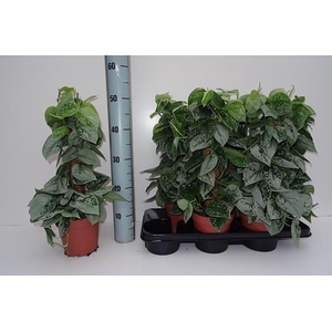 Scind Pict Silve Ann