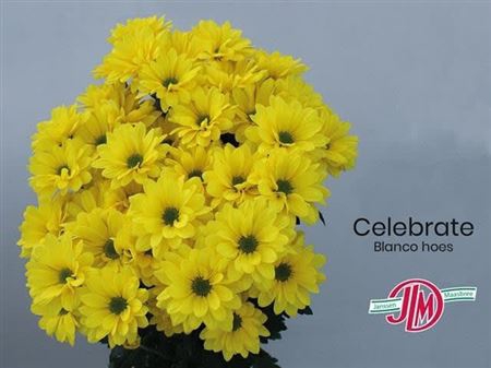 CHR T CELEBRATE