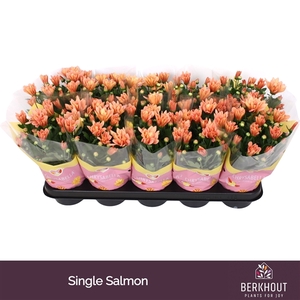 Chrysant Jackson Salmon