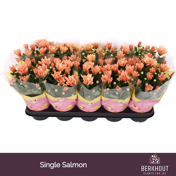 <h4>Chrysant Jackson Salmon</h4>