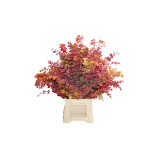 Stuartiana Autumn Gestabiliseerd