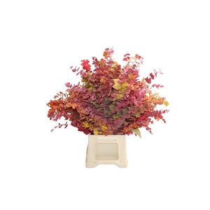 Stuartiana Gestabiliseerd Autumn