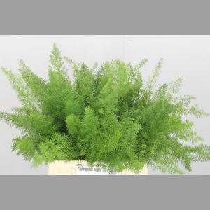 Asp Dens Myers 40 Cm