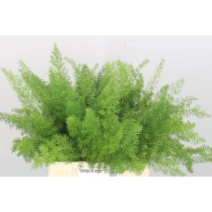 Asp Dens Myers 40 Cm