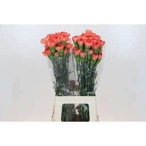 Dianthus St Kalimero