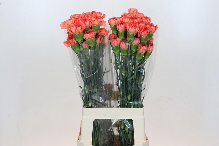 <h4>Dianthus St Kalimero</h4>