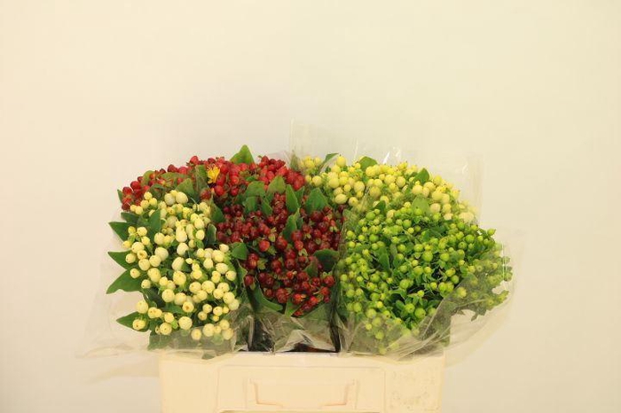 <h4>HYPERICUM HYP OV</h4>