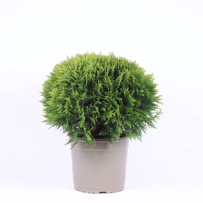 <h4>Thuja Occ Danica</h4>