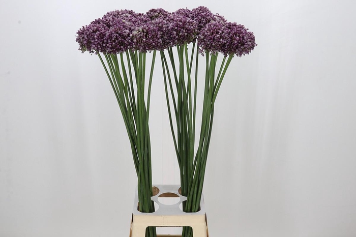 <h4>Allium Purple Mystery</h4>