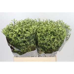 Limonium China Lemon