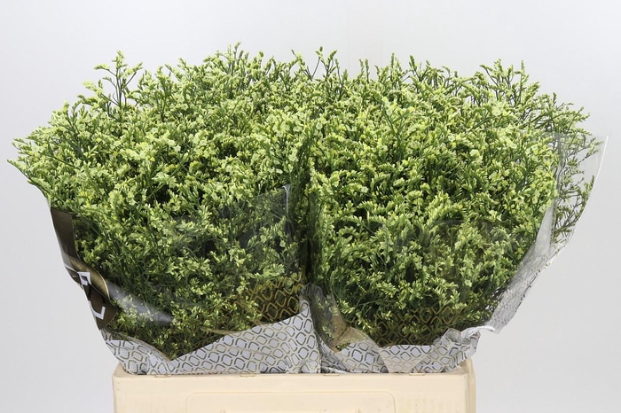 Limonium China Lemon
