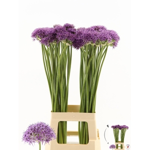 ALLIUM VIOLET BEAUTY