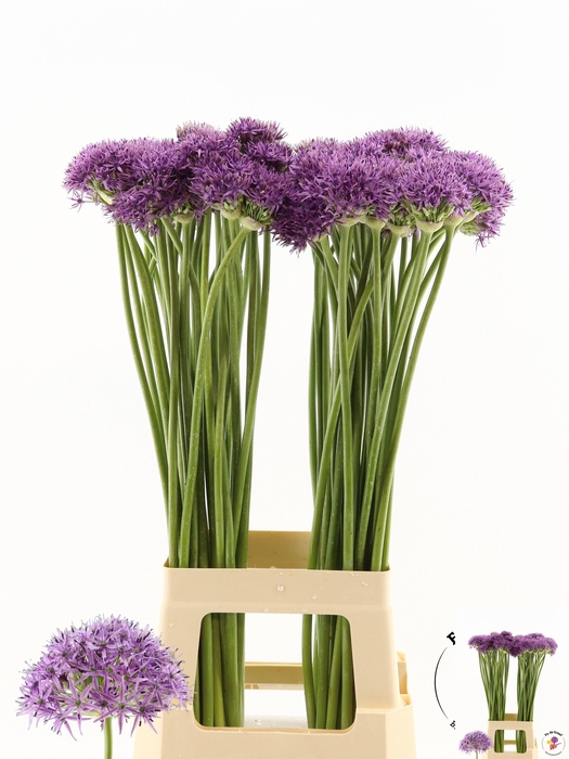 <h4>ALLIUM VIOLET BEAUTY</h4>
