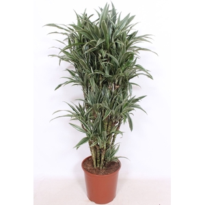 Dracaena Warneckei