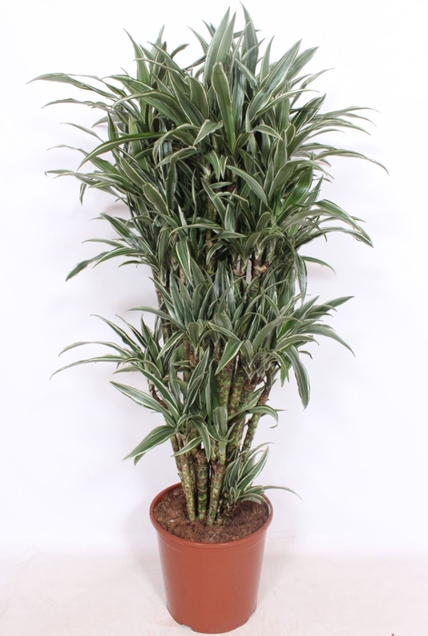 <h4>Dracaena Warneckei</h4>