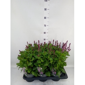 Salvia sylvestris 'Rose Marvel'