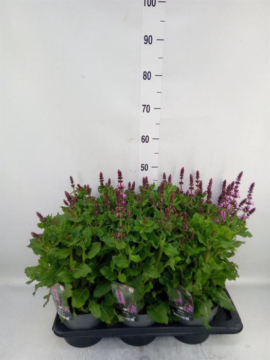 <h4>Salvia sylvestris 'Rose Marvel'</h4>