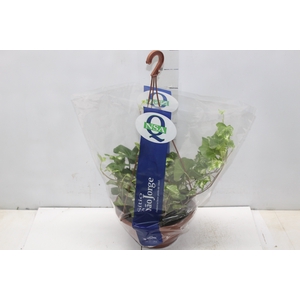 HEDERA VARIADO C21 PENDENTE