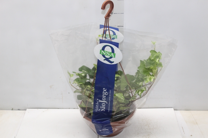 <h4>HEDERA VARIADO C21 PENDENTE</h4>