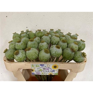 Papaver Som Zd Medium