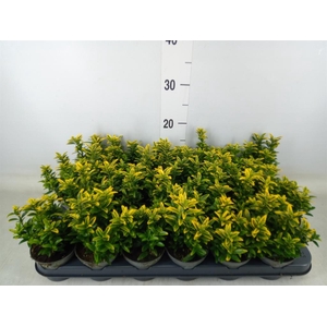 Euonymus japon. 'Micro. Aureovarie'