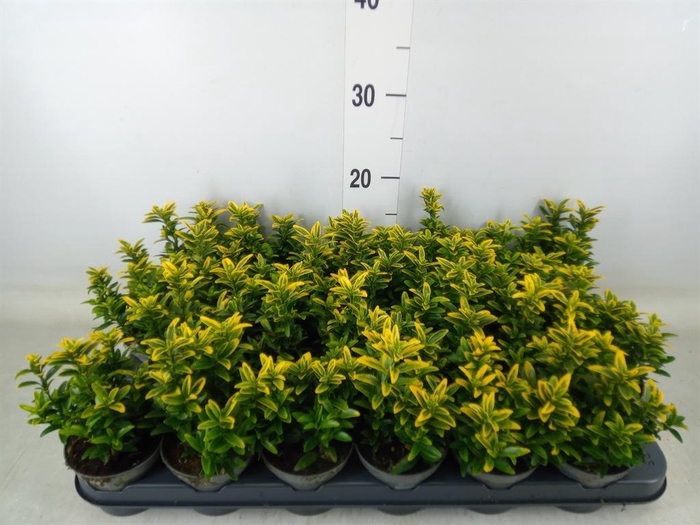 <h4>Euonymus japon. 'Micro. Aureovarie'</h4>