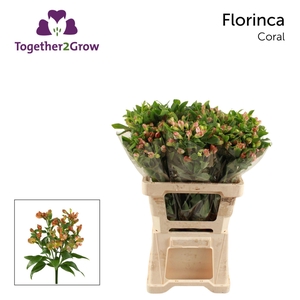 ALSTR CORAL ALST FL CORAL