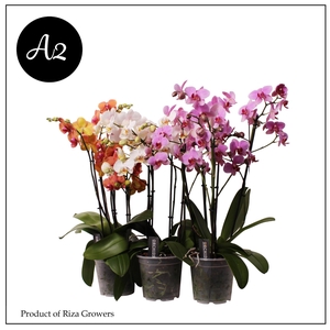 Phalaenopsis A2 Marvellous Mix 3+ spike – 17cm